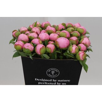 Freshy Paeonia L Angel Cheeks