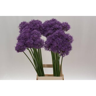 Freshy Allium Stratos