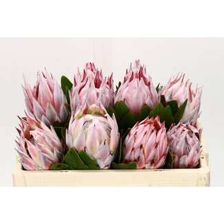 Freshy Protea Cynaroides