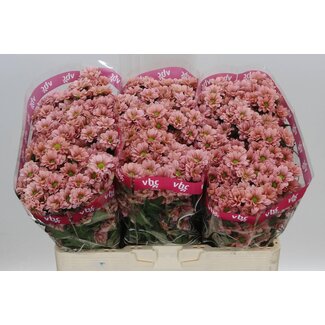 Freshy Chrysant santini Babette