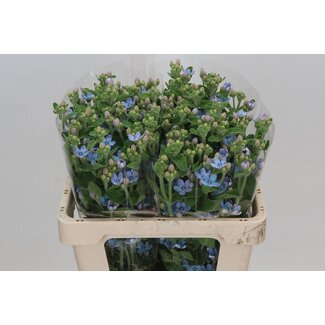 Freshy Oxy Co Tanacetum Pure Blue Hollands