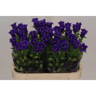 Freshy Campanula M Campanula Deep Blue