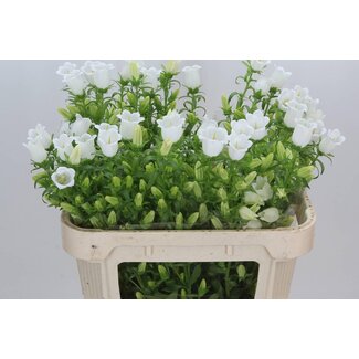 Freshy Campanula M Cam White