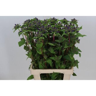 Freshy Campanula Glomerata “Superba” Extraqualität | Farbe: Lila | Länge ± 70 Zentimeter | Pro 10 frische Blumen