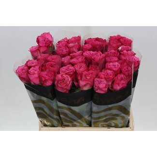 Freshy Rosa Country Blues