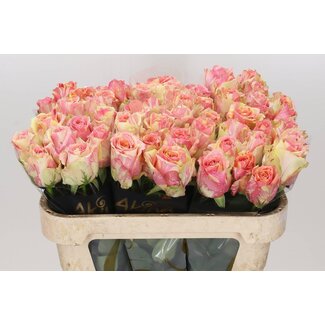 Freshy Rosa Fiesta