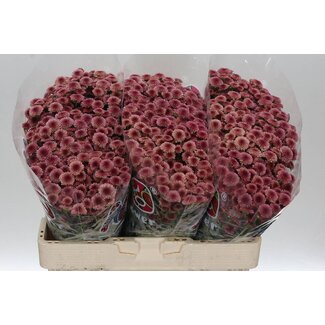 Freshy Chrysant santini Mad Cherry Tyolo