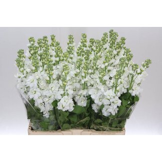 Freshy Violier Aida White