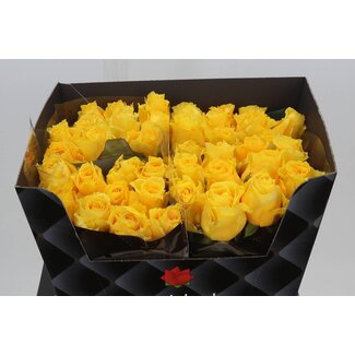 Freshy Rosa Palmares