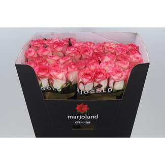 Freshy Rosa Jumilia
