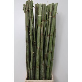 Freshy Polygonum 110cm