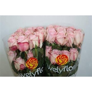 Freshy Roos Pink Ohara