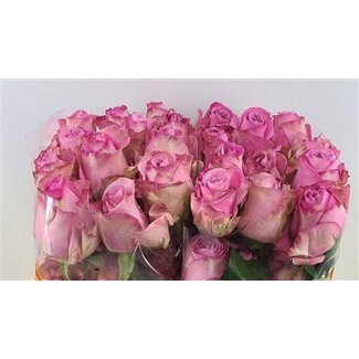 Freshy Roos Queens Crown