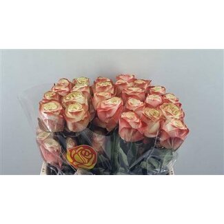 Freshy Großblütige Rose “Karma” | Farbe: Gemischte Farben | Länge ± 50 centimeter | Herkunft Ecuador | Pro 25 frische Rosen