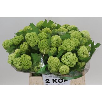 Freshy Viburnum Schneeball 2 Köpfe | Farbe: Weiß | Länge ± 40 centimeter | Pro 20 Stiele frische Blumen