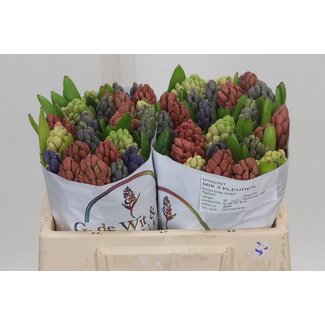 Freshy Hyacinth Gemengd 3 Kleuren