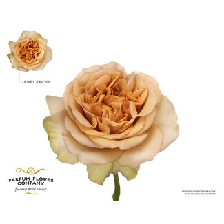 Freshy Rosa Garden James Brown