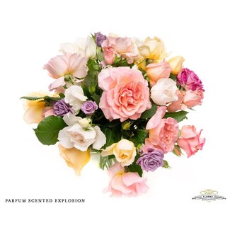 Freshy Rosa Parfum Scented Explosion