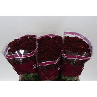 Freshy Chrysant santini Purpetta Red