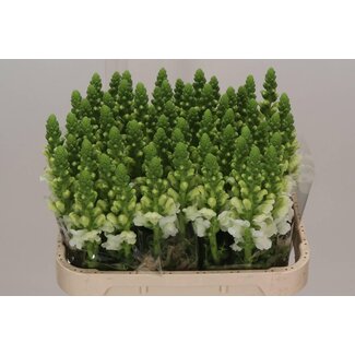 Freshy Antirrhinum Antibes White