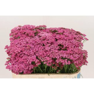 Freshy Achillea M Daphne