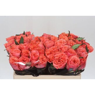 Freshy Rosen “Blushing Reeva” | Farbe: Rosa | Länge ± 50 centimeter | Pro 10 Rosen