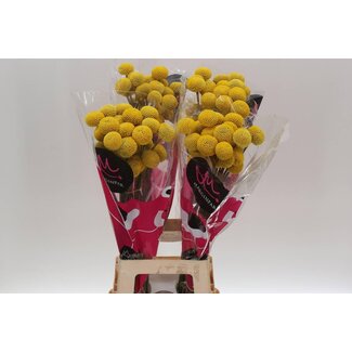 Freshy Craspedia Paint Pop