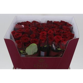 Freshy Rosa Red Naomi Ende