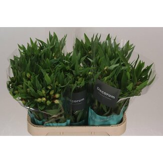 Freshy Alstroemeria Elegance