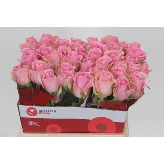 Freshy Rosa Wham
