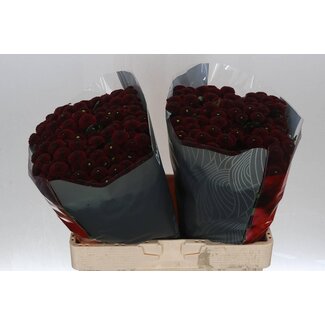 Freshy Chrysant santini Purpetta Red X L