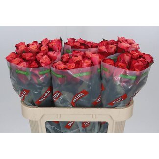 Freshy Rosa Helene