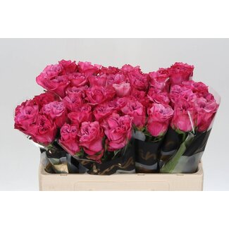 Freshy Rosen “Country Blues” | Farbe: Rosa | Länge ± 50 centimeter | Pro 10 Rosen