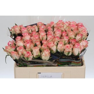 Freshy Rosa Jumilia