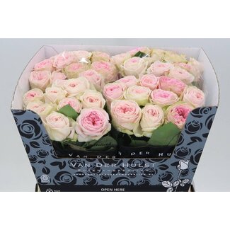 Freshy Rosa bal Summerhouse