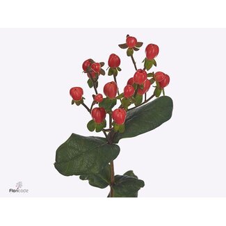 Freshy Hypericum Go Top
