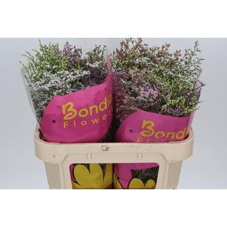 Freshy Limonium Sin Diamond Gemengd