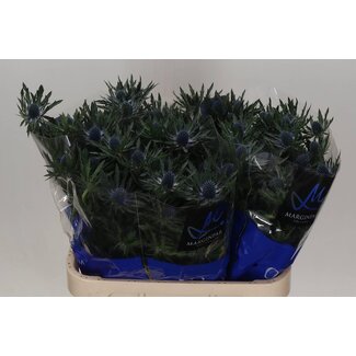 Freshy Eryngium Orion Qstar