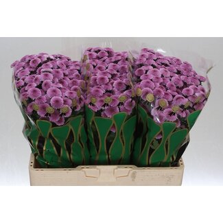 Freshy Chrysant santini Jamey Dark