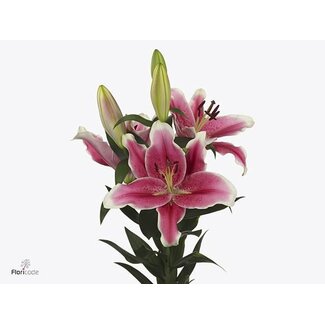 Freshy Lelie Oriental Aqua El Capitan