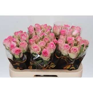 Freshy Rosa Brigitte Bardot