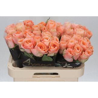 Freshy Rosa Charming Reeva