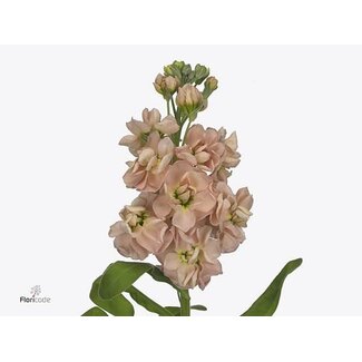 Freshy Violier “Milla Salmon” | Farbe: Rosa | Länge ± 60 centimeter | Pro 10 Stiele frische Blumen
