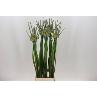 Freshy Allium Cepa Judith