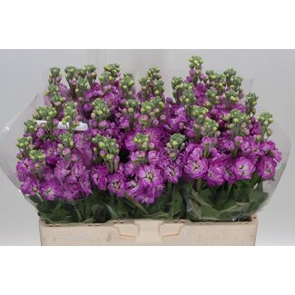 Freshy Violier Mathilda Rose