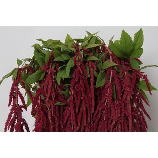 Freshy Amaranthus Cau Red Cordyline