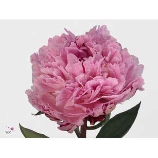Freshy Paeonia L The Fawn