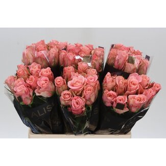 Freshy Rosa Maureen