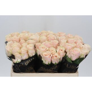 Freshy Rosa Roxanne