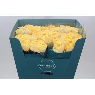 Freshy Rosa Buttercup